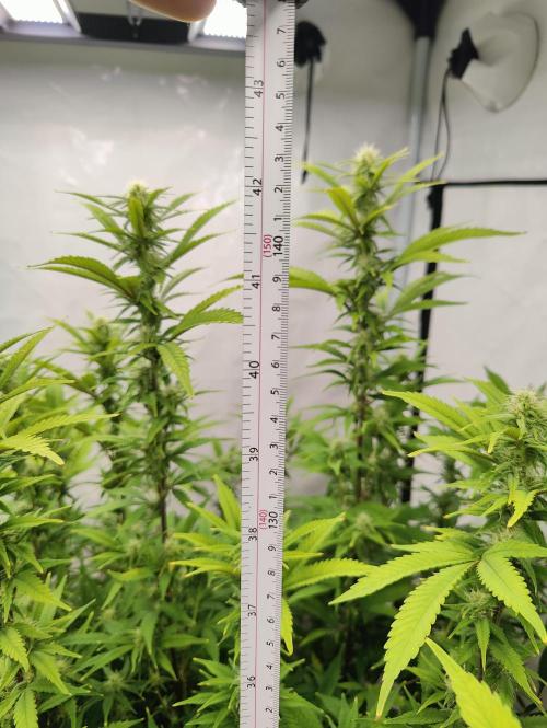 Pink Gelato in Jacuzzi. Week 19 - Height