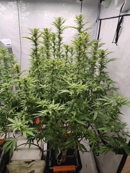 Pink Gelato in Jacuzzi. Week 19 - After