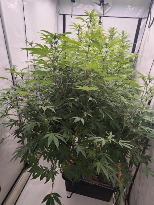 Zoap Rosé in swimming school. Week 19 - Day 133