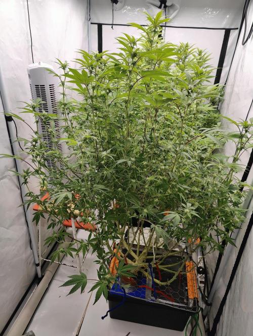 Zoap Rosé in swimming school. Week 19 - Day 133