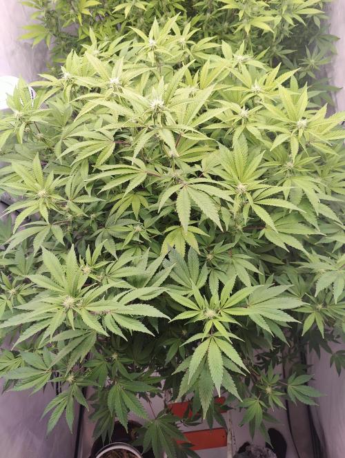 Zoap Rosé in swimming school. Week 19 - Day 133