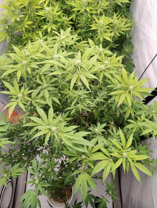 Zoap Rosé in swimming school. Week 19 - Day 133