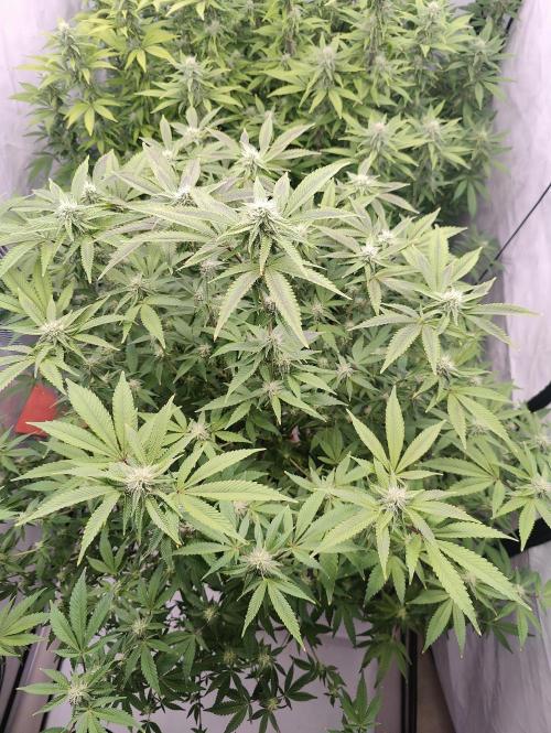 Zoap Rosé in swimming school. Week 19 - Day 135