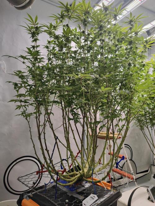 Zoap Rosé in swimming school. Week 19 - Bottom