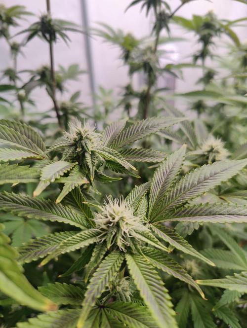 Zoap Rosé in swimming school. Week 19 - Flower