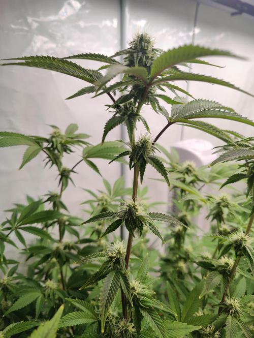 Zoap Rosé in swimming school. Week 19 - Flower