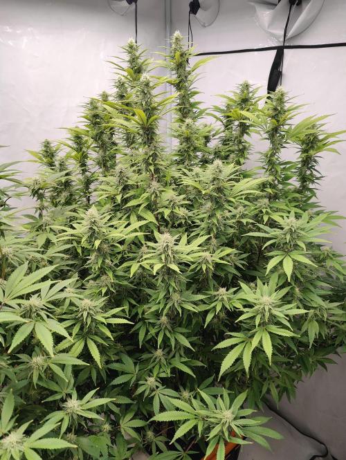 Pink Gelato in Jacuzzi. Week 20 - Day 140