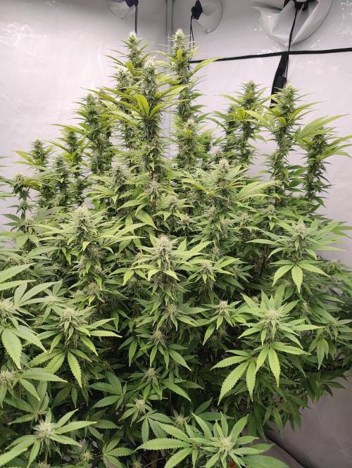 Pink Gelato in Jacuzzi. Week 20 - Day 140