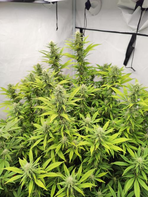 Pink Gelato in Jacuzzi. Week 20 - Day 140