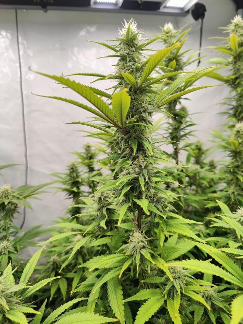 Pink Gelato in Jacuzzi. Week 20 - Nugget day 140