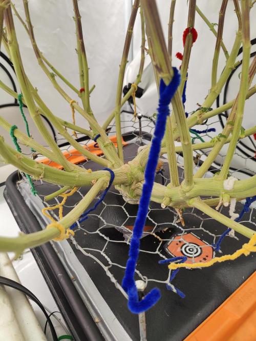 Pink Gelato in Jacuzzi. Week 20 - Trunk