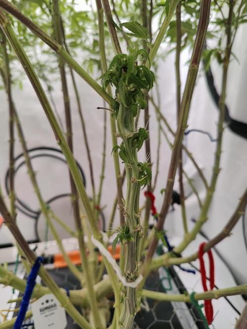 Pink Gelato in Jacuzzi. Week 20 - Mutant 