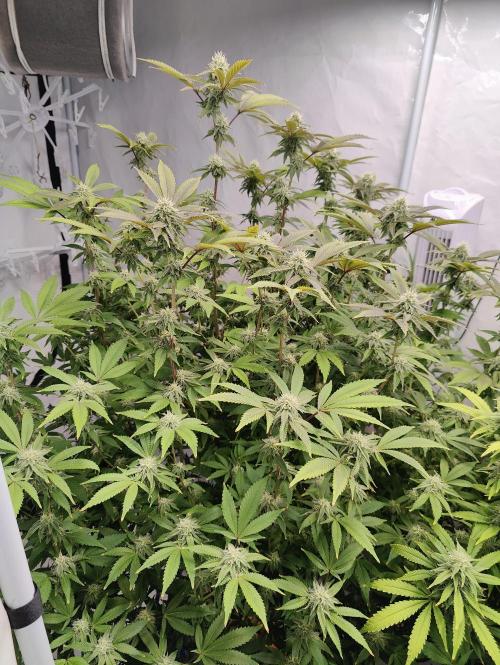 Zoap Rosé in swimming school. Week 20 - Day 140?