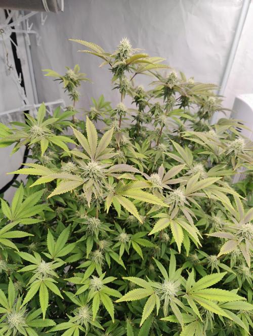 Zoap Rosé in swimming school. Week 20 - Day 140?