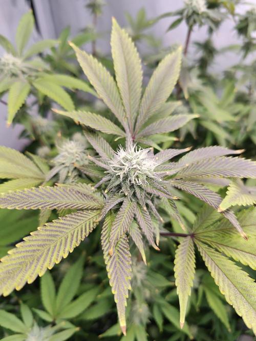 Zoap Rosé in swimming school. Week 20 - Day 140 flower