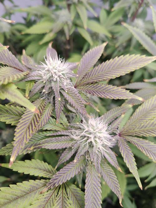 Zoap Rosé in swimming school. Week 20 - Day 140 Flowers