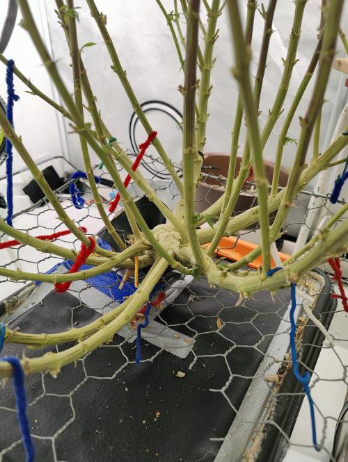 Zoap Rosé in swimming school. Week 20 - Trunk