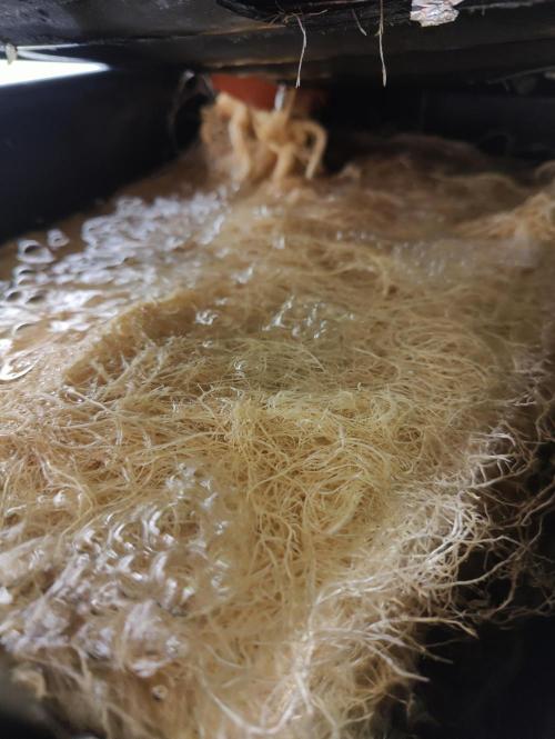 Zoap Rosé in swimming school. Week 20 - Roots