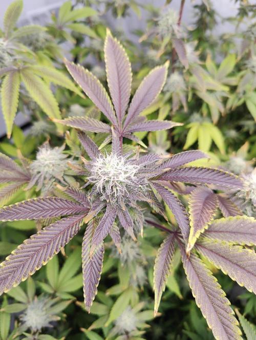 Zoap Rosé in swimming school. Week 21 - Bloom Day 32