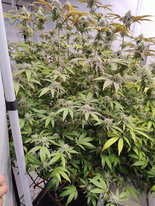 Zoap Rosé in swimming school. Week 21 - Bloom Day 32