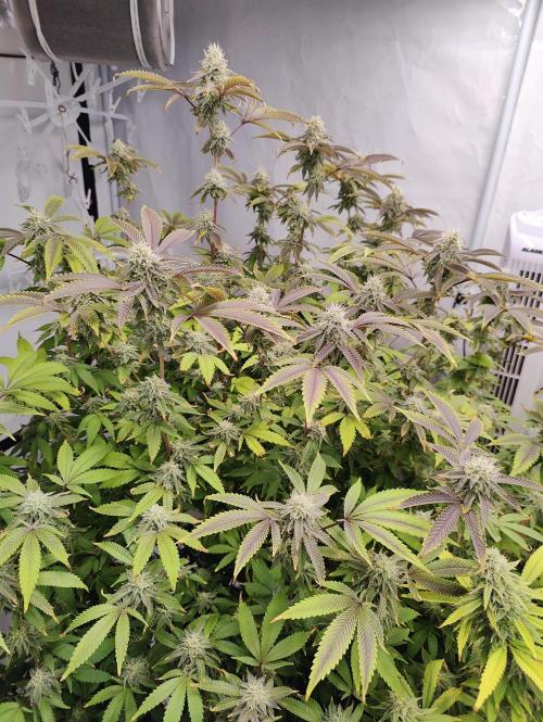 Zoap Rosé in swimming school. Week 21 - Bloom Day 32 