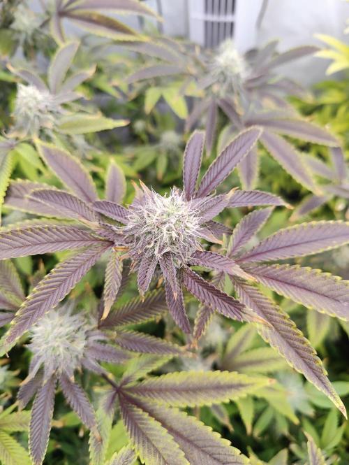 Zoap Rosé in swimming school. Week 21 - Bloom day 32 