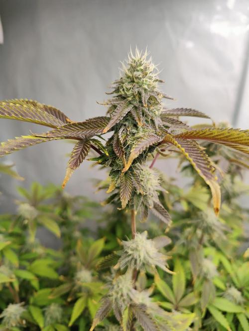 Zoap Rosé in swimming school. Week 21 - Bloom day 32 