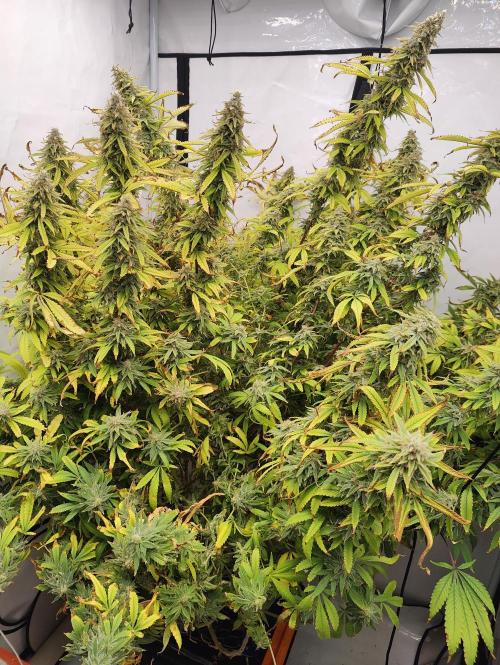 Pink Gelato in Jacuzzi. Week 23 - Day 161