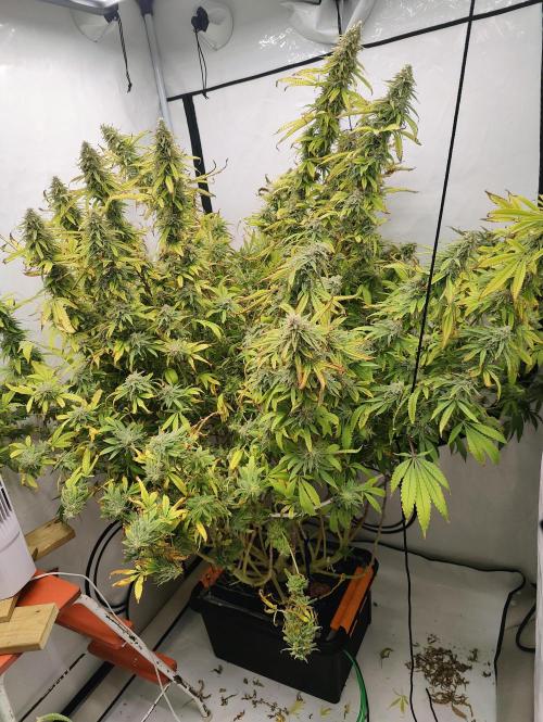 Pink Gelato in Jacuzzi. Week 23 - Day 161