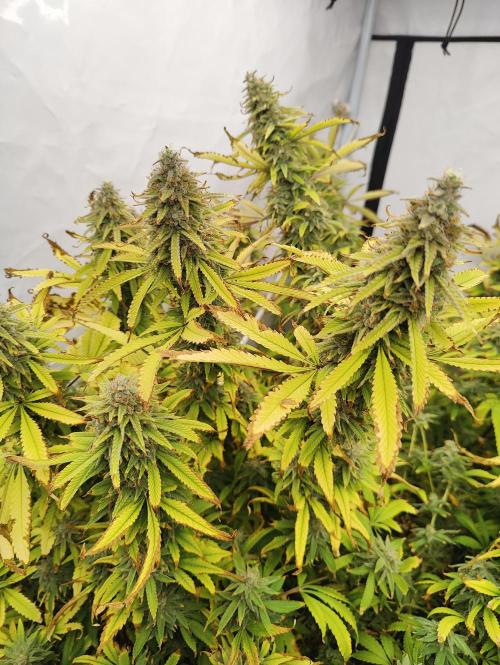 Pink Gelato in Jacuzzi. Week 23 - Day 161