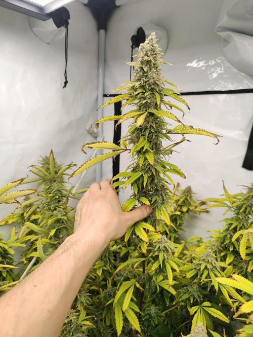 Pink Gelato in Jacuzzi. Week 23 - Cola