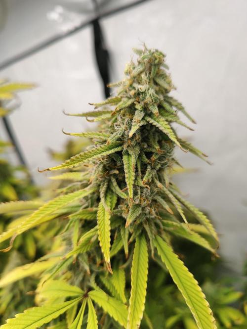 Pink Gelato in Jacuzzi. Week 23 - Cola