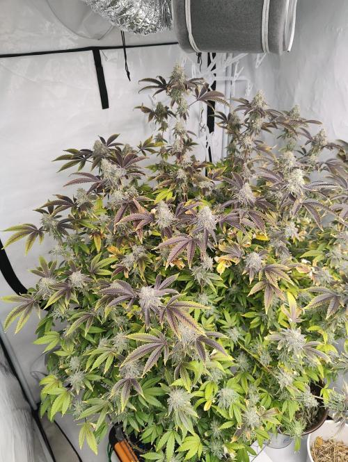 Zoap Rosé in swimming school. Week 23 - Day