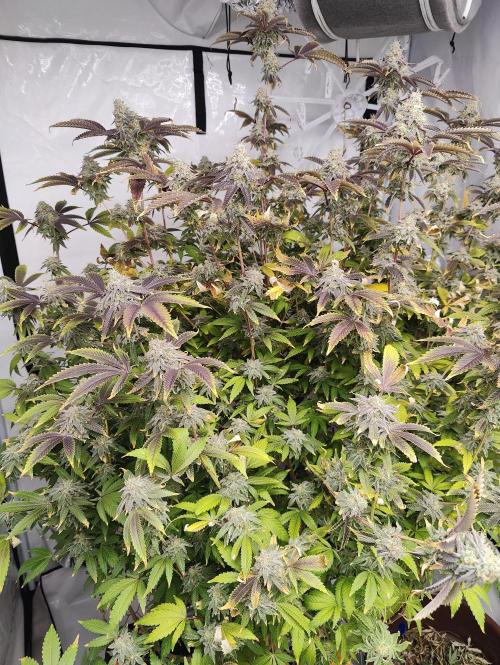 Zoap Rosé in swimming school. Week 23 - Another