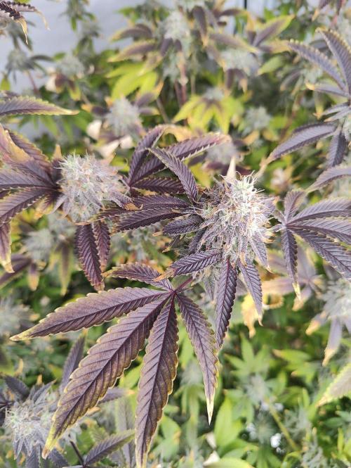 Zoap Rosé in swimming school. Week 23 - And couple