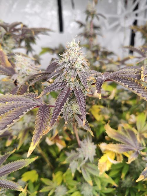 Zoap Rosé in swimming school. Week 23 - Flower