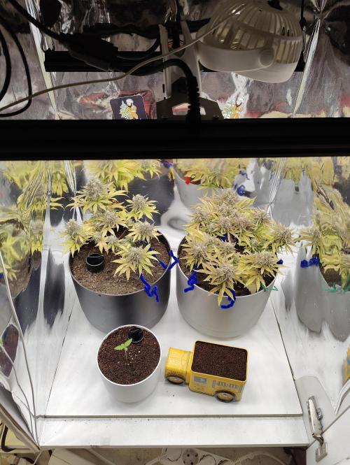 Auto in Auto and other small grows. Week 0 - Setup