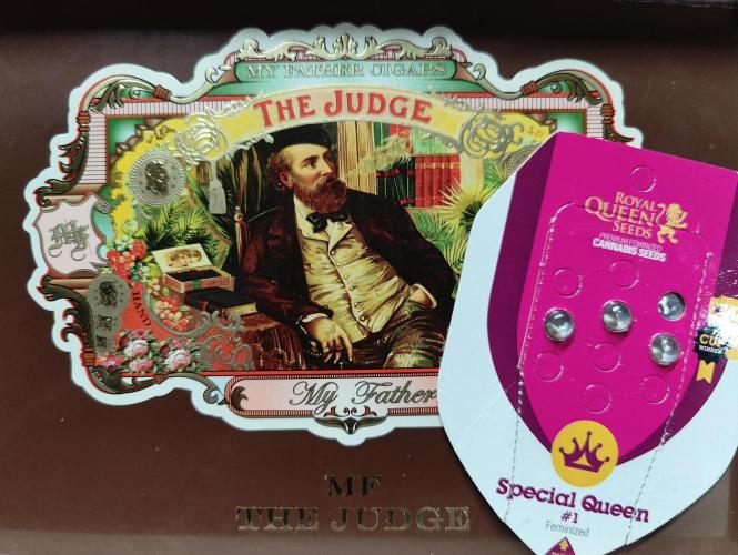 Auto in Auto and other small grows. Week 0 - The MF Judge made a decision