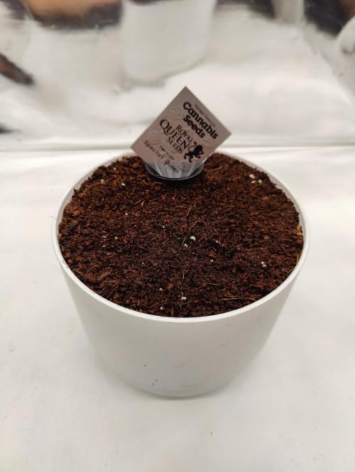 Auto in Auto and other small grows. Week 0 - Here