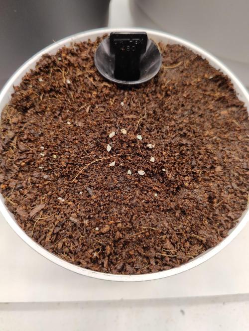 Auto in Auto and other small grows. Week 0 - We