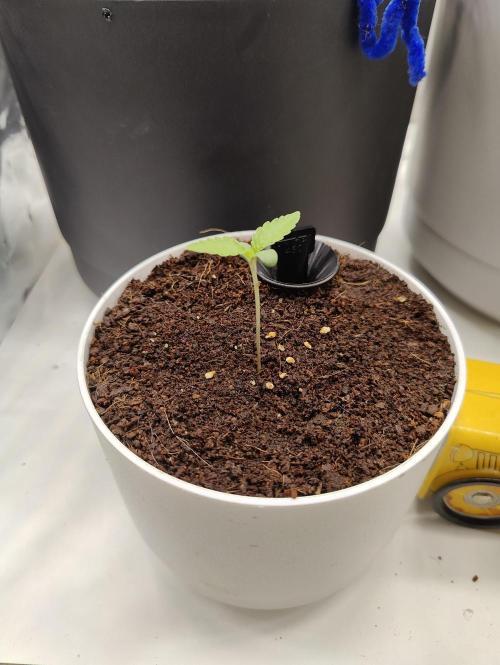 Auto in Auto and other small grows. Week 0 - Go