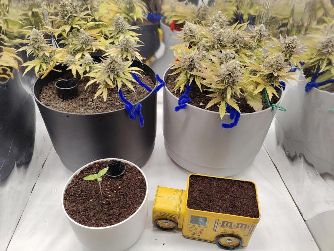 Auto in Auto and other small grows. Week 0 - Family