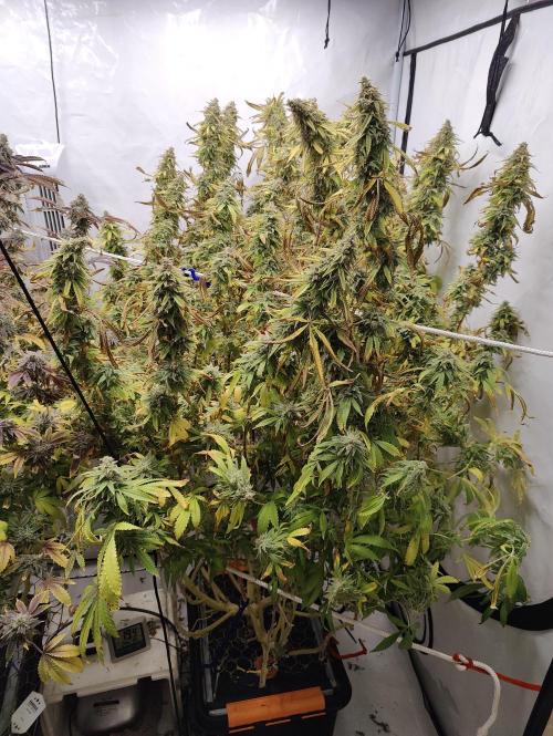 Pink Gelato in Jacuzzi. Week 24 - Bloom day 56