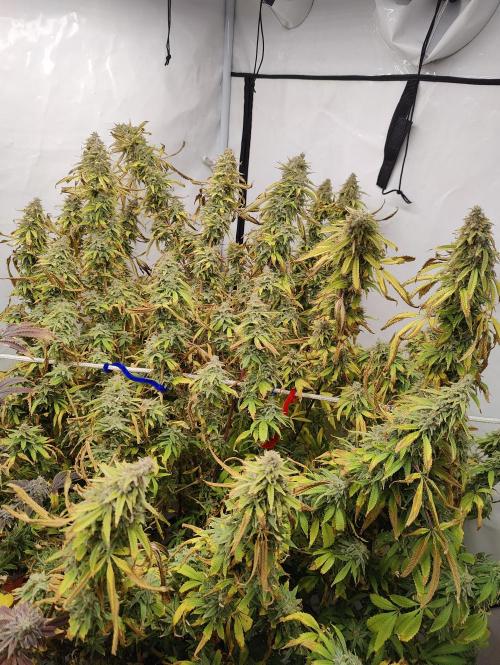 Pink Gelato in Jacuzzi. Week 24 - Bloom day 56