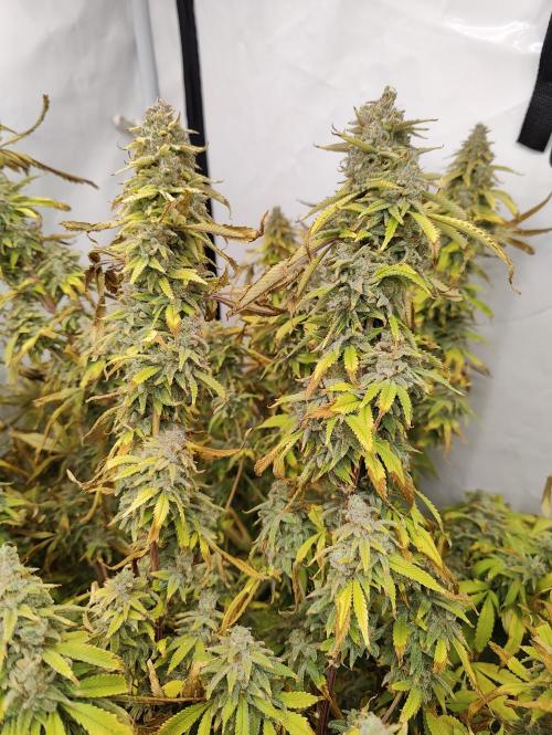 Pink Gelato in Jacuzzi. Week 24 - Bloom day 56