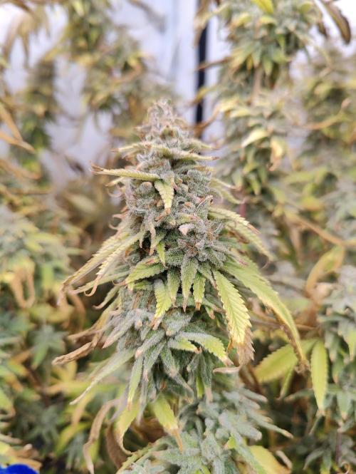 Pink Gelato in Jacuzzi. Week 24 - Flower at day 56