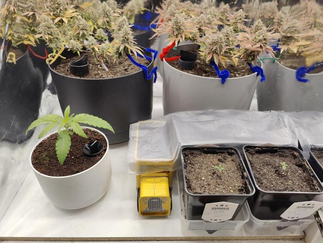 Auto in Auto and other small grows. Week 1 - Cabinet