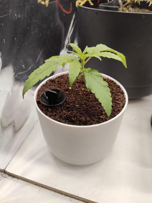 Auto in Auto and other small grows. Week 1 - Special Queen RQS 