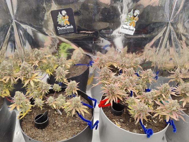 Auto in Auto and other small grows. Week 1 - Divine Lights