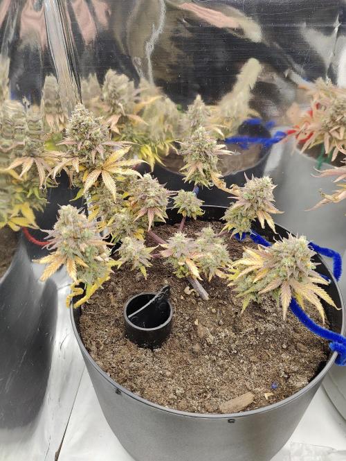 Auto in Auto and other small grows. Week 1 - Maybe week